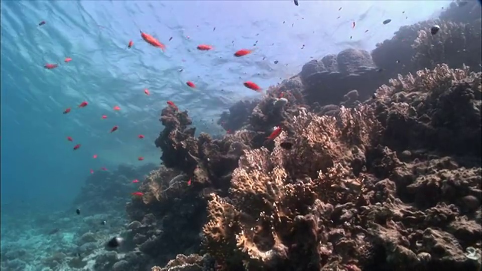 埃及，沙姆沙伊赫，红海珊瑚上的WS组花冠(Shoaling Anthias视频素材