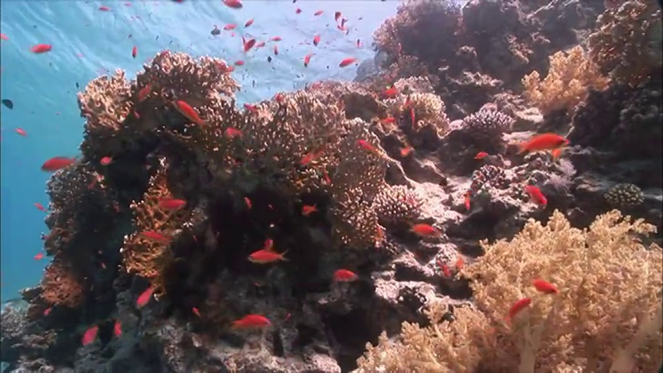 埃及，沙姆沙伊赫，红海珊瑚上的WS组花冠(Shoaling Anthias视频素材