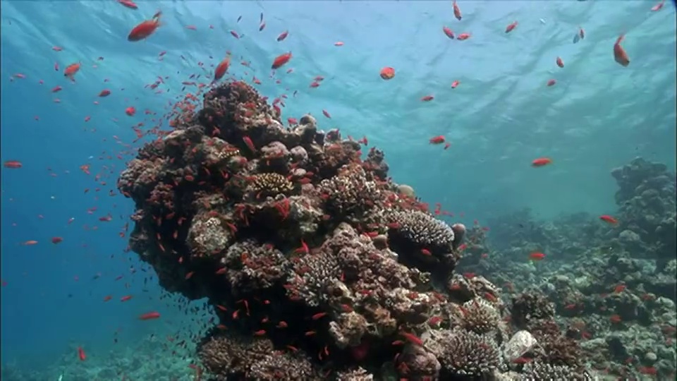 埃及，沙姆沙伊赫，红海珊瑚上的WS组花冠(Shoaling Anthias视频素材