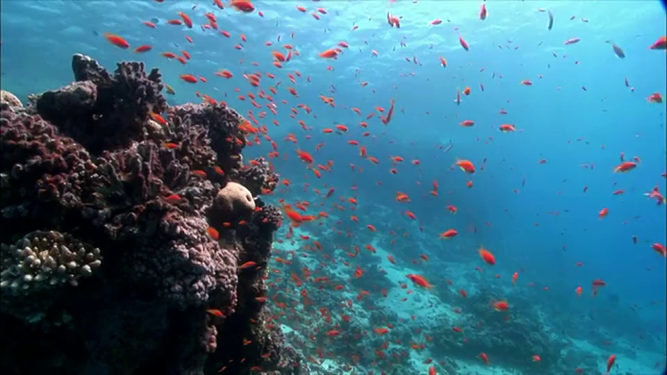 埃及沙姆沙伊赫，红海珊瑚上的MS群花(Shoaling Anthias)视频素材