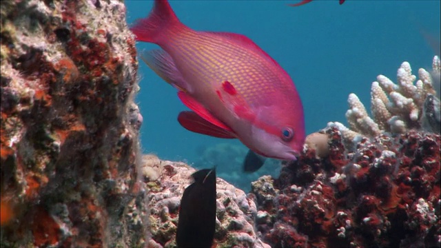 埃及红海/沙姆沙伊赫的雄性珊瑚金鱼(鳞鳞假花)和花冠(浅滩花冠)视频素材