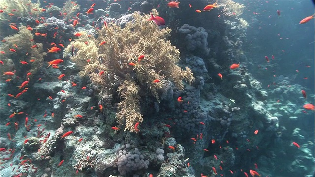 埃及沙姆沙伊赫红海上的MS珊瑚金鱼(拟鳞鳞金鱼)和花冠(浅滩花冠)视频素材