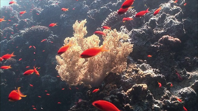 埃及沙姆沙伊赫，红海珊瑚上的MS群花(Shoaling Anthias)视频素材