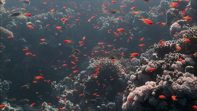 埃及红海/沙姆沙伊赫的WS珊瑚金鱼(pseudoanthias squamipinnis)和花冠(Shoaling Anthias)视频素材