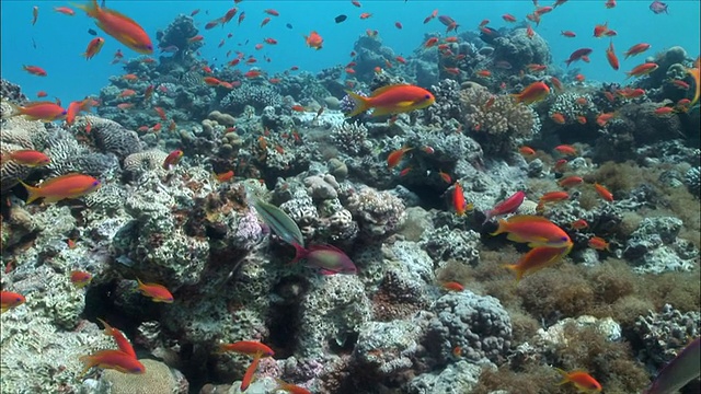 埃及红海/沙姆沙伊赫的WS珊瑚金鱼(pseudoanthias squamipinnis)和花冠(Shoaling Anthias)视频素材