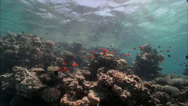 埃及红海/沙姆沙伊赫的WS珊瑚金鱼(pseudoanthias squamipinnis)和花冠(Shoaling Anthias)视频素材