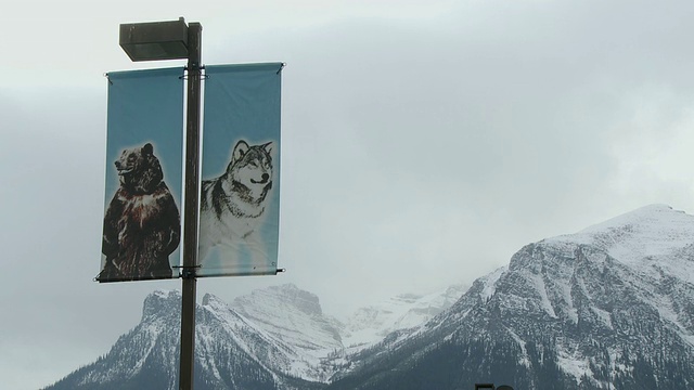 MS Flag，灰熊和狼在建筑前，背景是积雪覆盖的加拿大落基山脉/路易斯湖，加拿大阿尔伯塔省视频素材