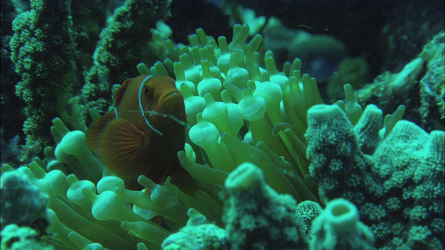 澳大利亚昆士兰大堡礁的小丑鱼(Amphiprion ocellaris)在珊瑚周围游动视频素材