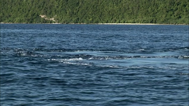 船的观点看海岸线/座头鲸(Megaptera novaeangliae)母亲和幼鲸浮出和潜水/汤加，南太平洋视频素材