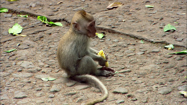 印度尼西亚巴厘岛乌布猴子森林保护区(Ubud Monkey Forest Sanctuary)，前景中拍摄的巴厘猕猴吃香蕉/路过的女子视频素材