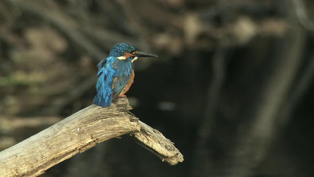 普通翠鸟，欧亚或河翠鸟(Alcedo atthis)在水面上梳理树枝/中央邦，印度视频素材