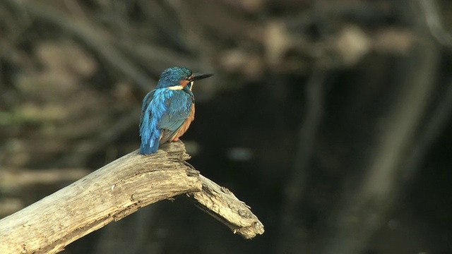 普通翠鸟，欧亚翠鸟或河翠鸟(Alcedo atthis)在印度中央邦水域的分支起飞视频下载