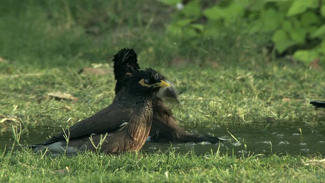 印度八哥在草坪上的水坑里洗澡，鸽子(Columba livia)在前景/中央邦，印度视频下载