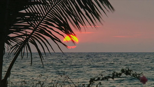 海面上的夕阳，前景中棕榈叶的剪影/ Nosy Be，马达加斯加视频素材