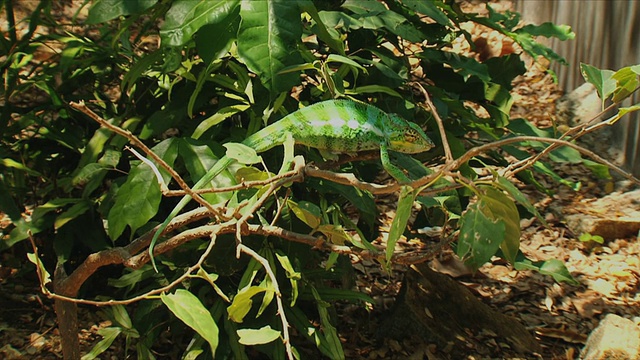 WS PAN豹变色龙(Furcifer pardalis)行走在树枝上/ Nosy Be，马达加斯加视频素材