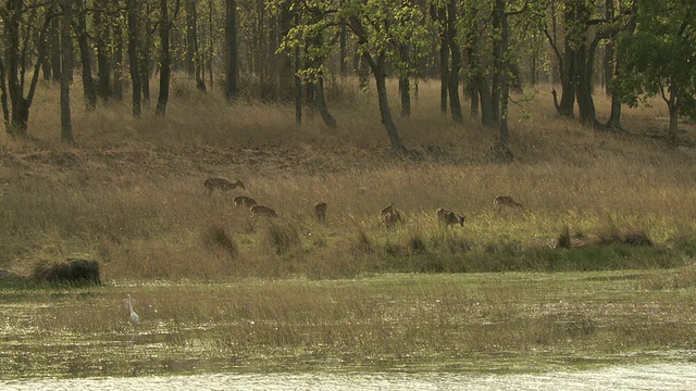 印度中央邦，湖对面草地上的WS轴鹿群和牛白鹭(Bbubulus ibis)涉水而过视频素材