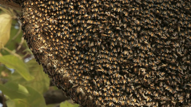 印度中央邦(Apis cerana)巢中的亚洲蜜蜂视频下载