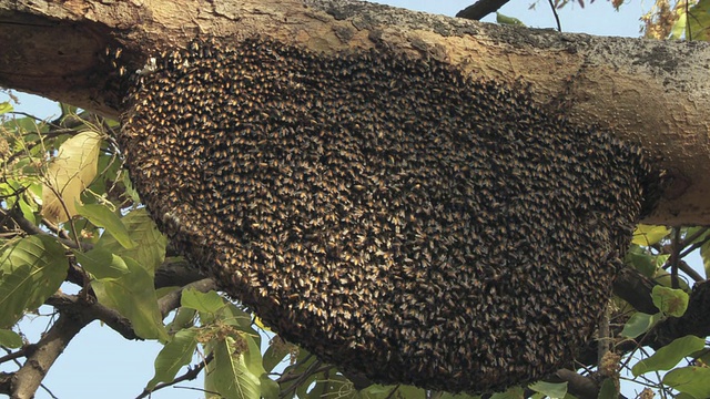 印度中央邦(Apis cerana)的亚洲蜜蜂巢视频素材