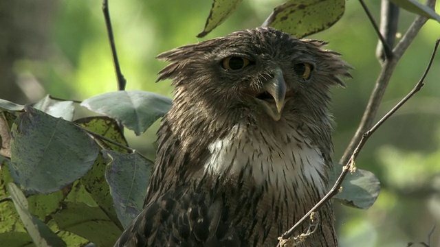 印度中央邦，树上的棕色鱼鸮(Bubo zeylonensis或Ketupa zeylonensis)视频下载