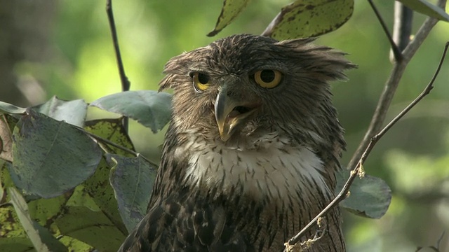 印度中央邦，树上的棕色鱼鸮(Bubo zeylonensis或Ketupa zeylonensis)视频下载