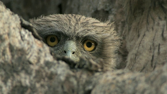 印度中央邦树上的棕色猫头鹰雏鸟(Bubo zeylonensis或Ketupa zeylonensis)视频下载