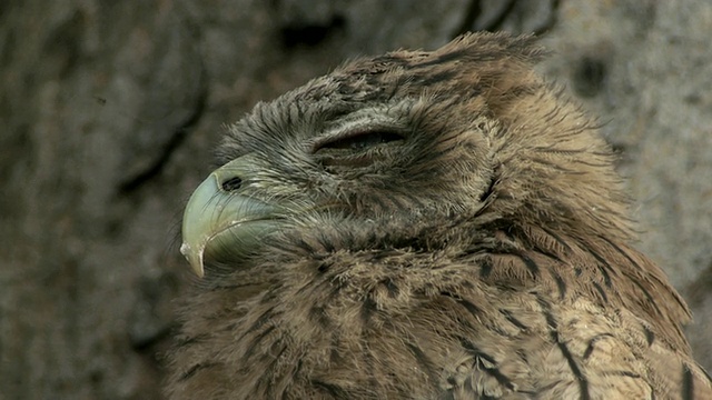 印度中央邦树上的棕色猫头鹰雏鸟(Bubo zeylonensis或Ketupa zeylonensis)视频素材