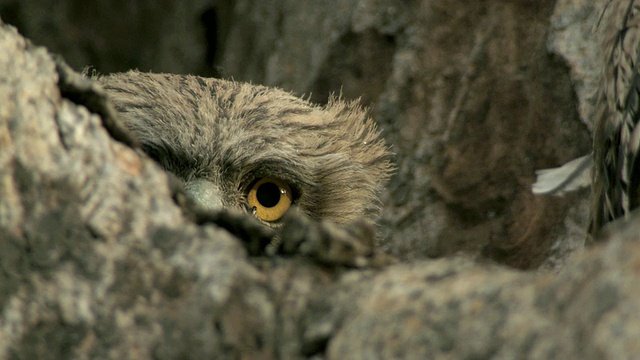 印度中央邦树上的棕色猫头鹰雏鸟(Bubo zeylonensis或Ketupa zeylonensis)视频下载