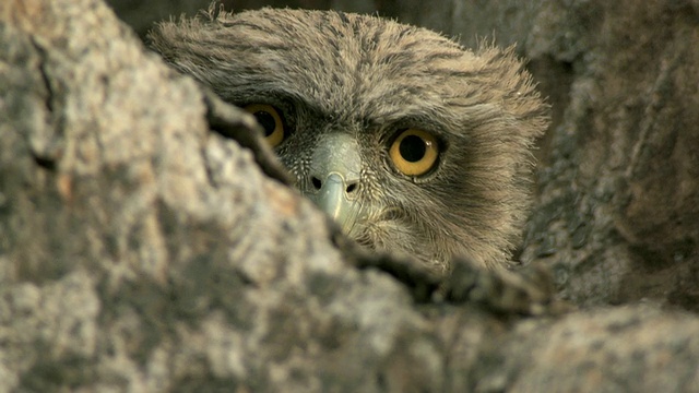 印度中央邦树上的棕色猫头鹰雏鸟(Bubo zeylonensis或Ketupa zeylonensis)视频下载