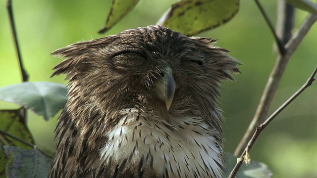 CU棕色鱼鸮(Bubo zeylonensis或Ketupa zeylonensis)睡在树上/印度中央邦视频下载