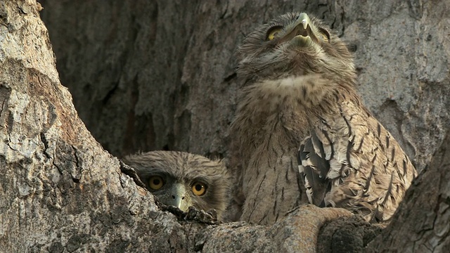 印度中央邦树上的两只棕色猫头鹰雏鸟(Bubo zeylonensis或Ketupa zeylonensis)视频下载