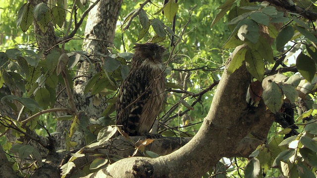 WS棕色鱼鸮(Bubo zeylonensis或Ketupa zeylonensis)睡在树上/印度中央邦视频下载