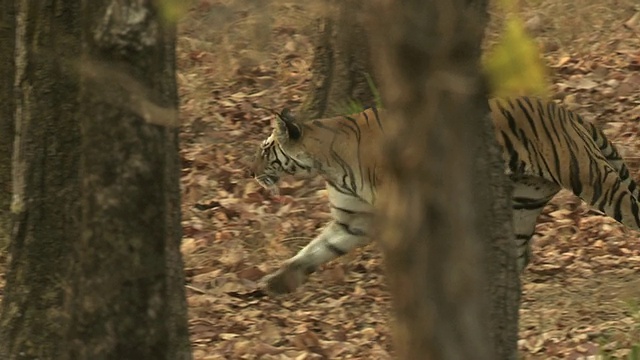 孟加拉虎(Panthera tigris tigris)走过班德哈瓦格国家公园的树木和植被，印度中央邦视频素材