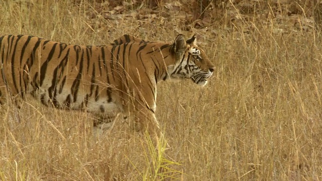 孟加拉虎(Panthera tigris tigris)在班德哈瓦格国家公园/中央邦，印度视频素材