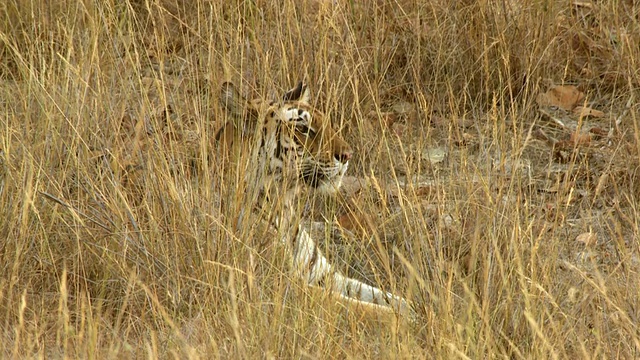 孟加拉虎(Panthera tigris tigris)躺在班德哈瓦格国家公园/中央邦，印度视频素材