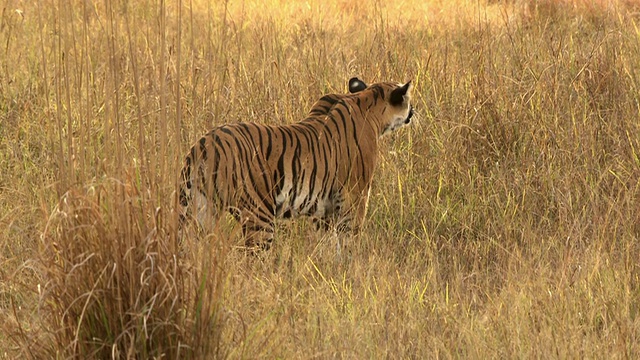 孟加拉虎(Panthera tigris tigris)在班德哈瓦格国家公园/印度中央邦的草丛中爬行视频素材