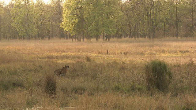 孟加拉虎(Panthera tigris tigris)站在长草中，看着远处的chital鹿(轴线)/班德哈瓦加国家公园，中央邦，印度视频素材