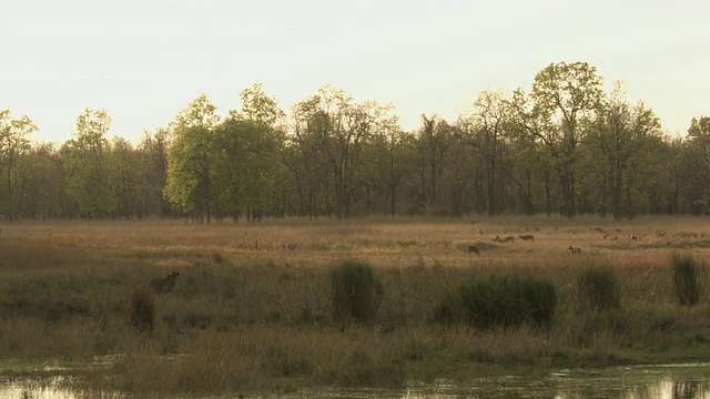 孟加拉虎(Panthera tigris tigris)在长草中向chital deer (Axis Axis)群潜行/班德哈瓦加国家公园，中央邦，印度视频素材