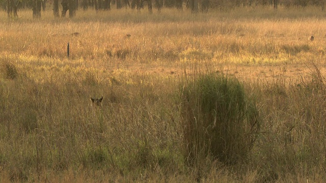 孟加拉虎(Panthera tigris tigris)在长草中向chital deer (Axis Axis)群潜行/班德哈瓦加国家公园，中央邦，印度视频素材