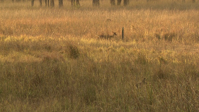 孟加拉虎(Panthera tigris tigris)在长草中观看雄鹿群/班德哈瓦加国家公园，中央邦，印度视频素材