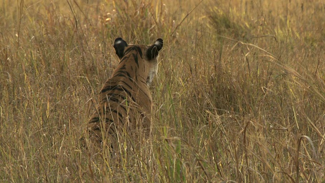 孟加拉虎(Panthera tigris tigris)坐在班德哈瓦格国家公园/中央邦的草丛中，印度视频素材