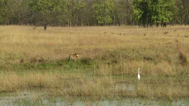 孟加拉虎(Panthera tigris tigris)沿着池塘走在草地上，chital鹿(Axis Axis)在远处放牧，中间白鹭(Mesophoyx intermedia)站在水里/班德哈加国家公园，印度中央邦视频素材