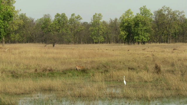 孟加拉虎(Panthera tigris tigris)沿着池塘走在草地上，chital鹿(Axis Axis)在远处放牧，中间白鹭(Mesophoyx intermedia)站在水里/班德哈加国家公园，印度中央邦视频素材