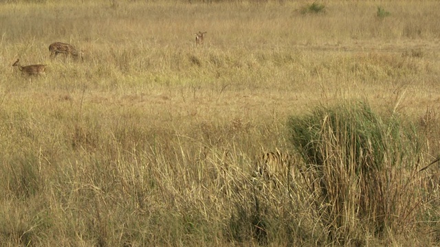 孟加拉虎(Panthera tigris tigris)在高高的草丛中行走，chital deer (Axis Axis)在背景中/ Bandhavgarh国家公园，中央邦，印度视频素材