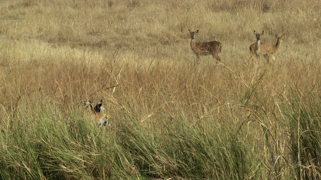 印度中央邦，孟加拉虎(Panthera tigris tigris)躲在高草丛中，观看雄鹿群视频素材