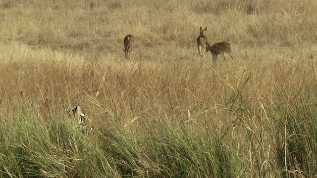 印度中央邦，孟加拉虎(Panthera tigris tigris)躲在高草丛中，观看雄鹿群视频素材