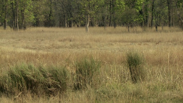 孟加拉虎(Panthera tigris tigris)在高高的草丛中行走，看着chital deer (Axis Axis)群/ Bandhavgarh国家公园，中央邦，印度视频素材