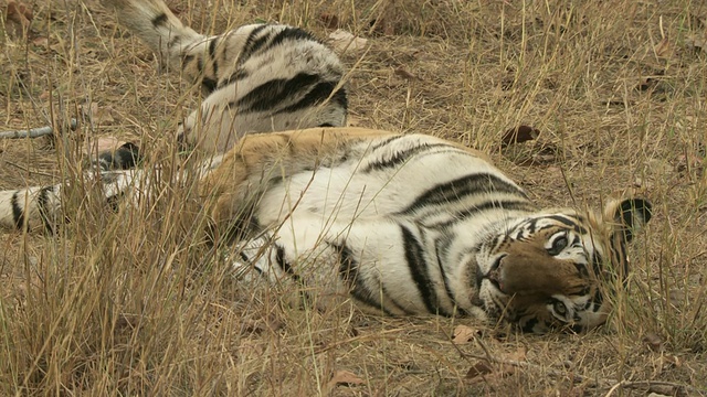 孟加拉虎(Panthera tigris tigris)躺在班德哈瓦格国家公园/中央邦的草地上视频素材