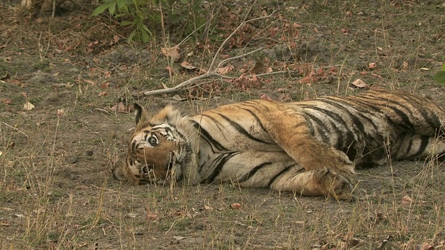 孟加拉虎(Panthera tigris tigris)在班德哈瓦格国家公园/印度中央邦的地面上打滚视频素材