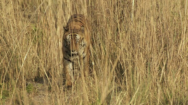 孟加拉虎(Panthera tigris tigris)走过班德哈瓦格国家公园/中央邦，印度视频素材