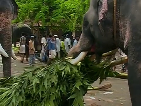 印度喀拉拉邦的Thrissur Pooram大象节上，大象拖着一束有树干的树枝视频下载